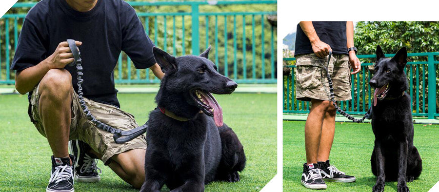 ONETIGRIS - Dog Leash 110 | Tigris Jaw
