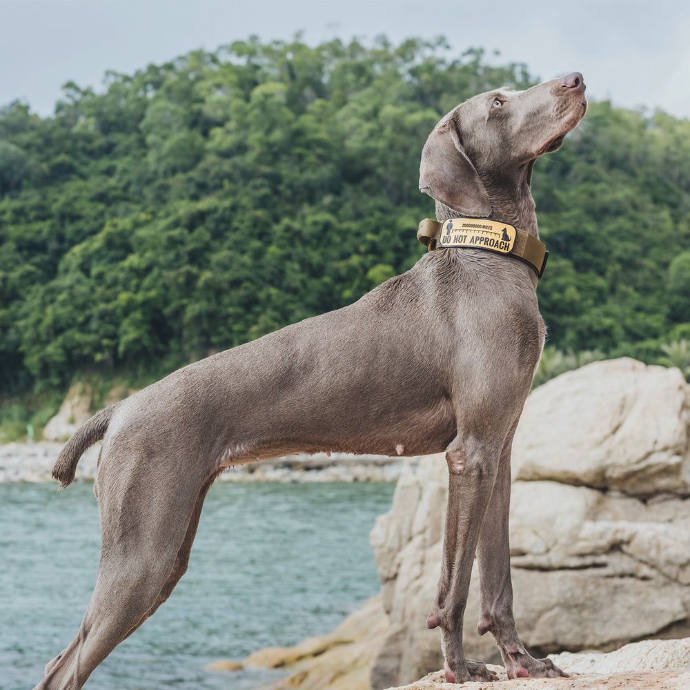 ONETIGRIS - Dog Collar 08