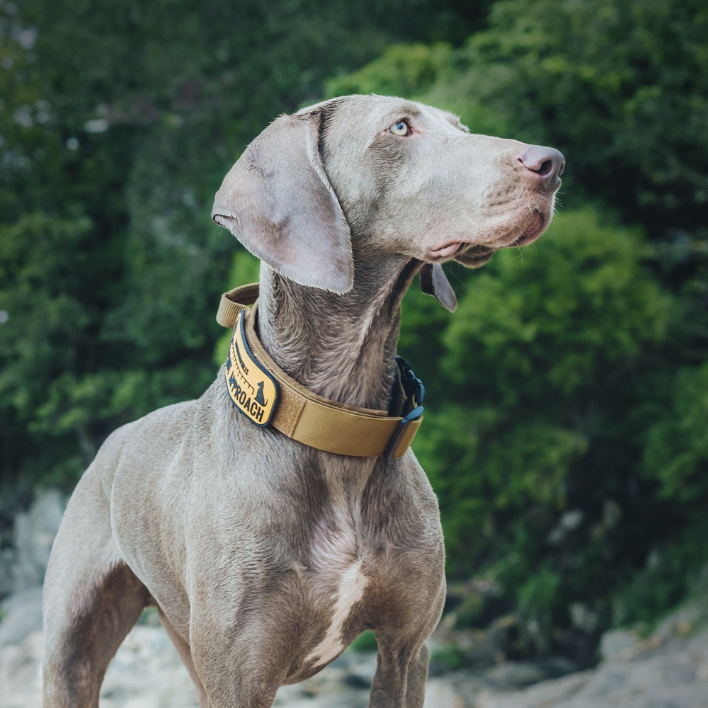 ONETIGRIS - Dog Collar 08