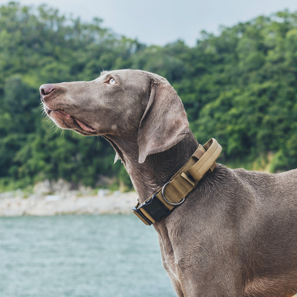 ONETIGRIS - Dog Collar 08