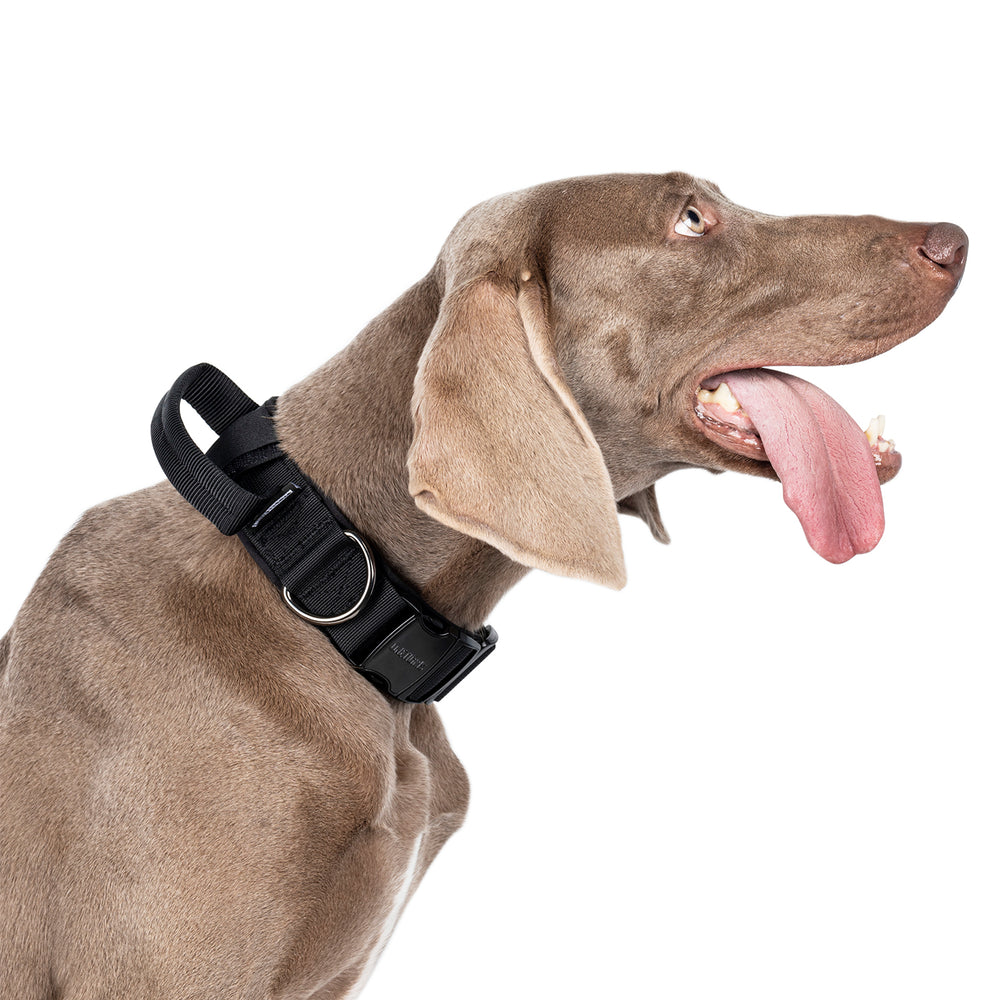 ONETIGRIS - Dog Collar 08