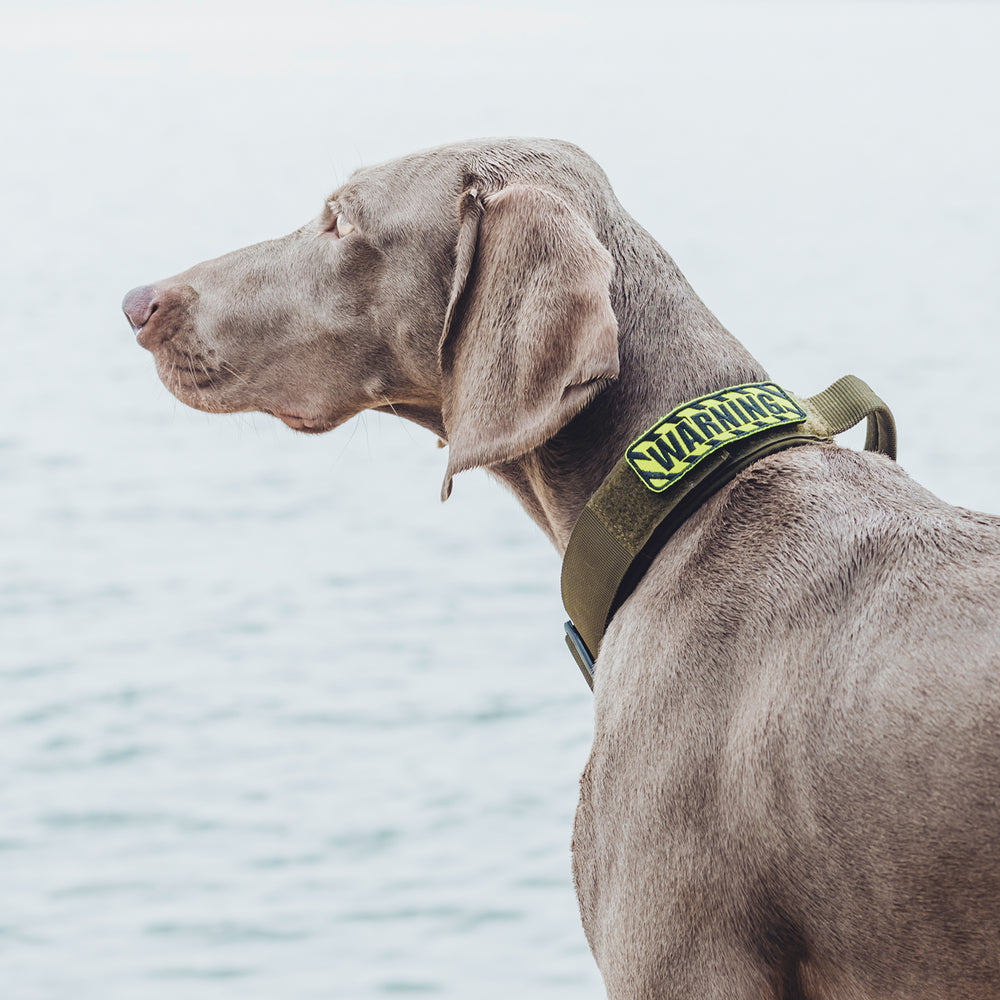 ONETIGRIS - Dog Collar 08